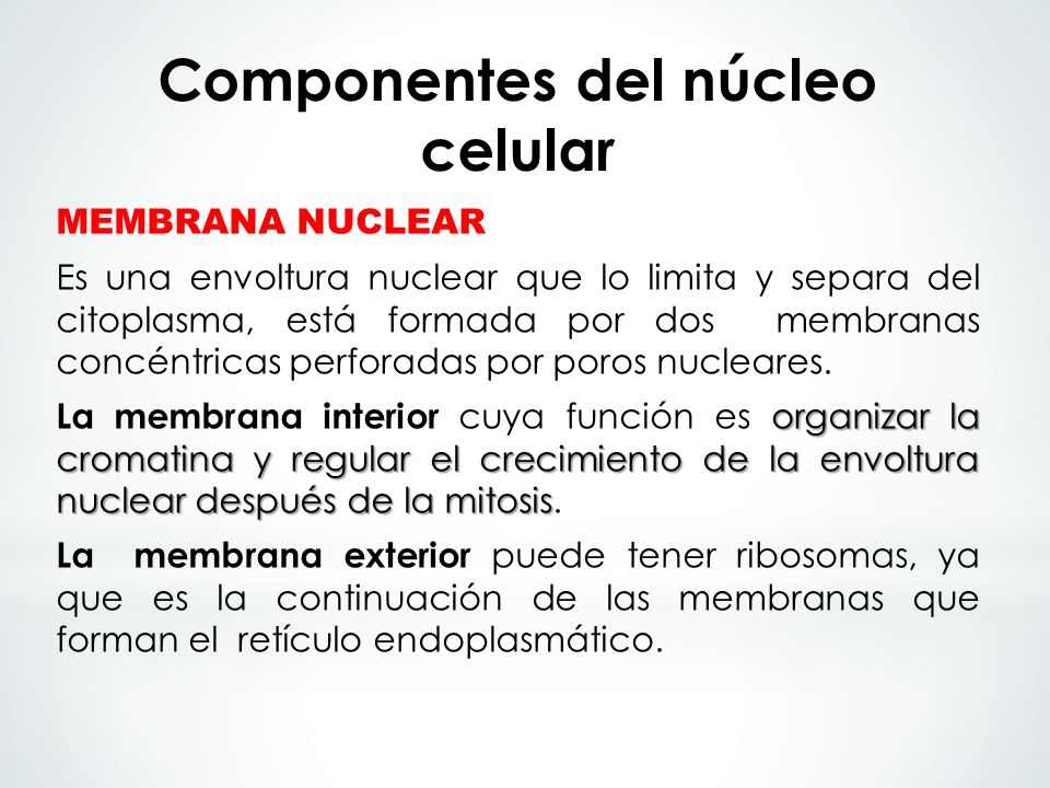 Componentes del núcleo celular