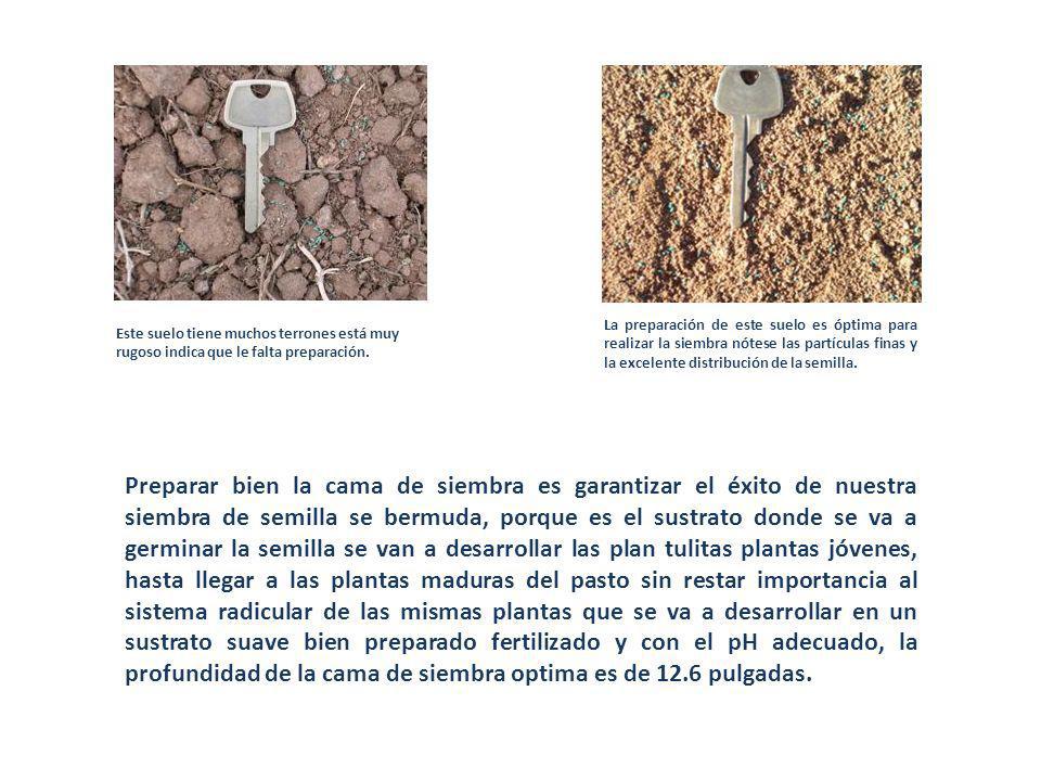 La preparación de este suelo es óptima para realizar la siembra nótese las partículas finas y la excelente distribución de la semilla.