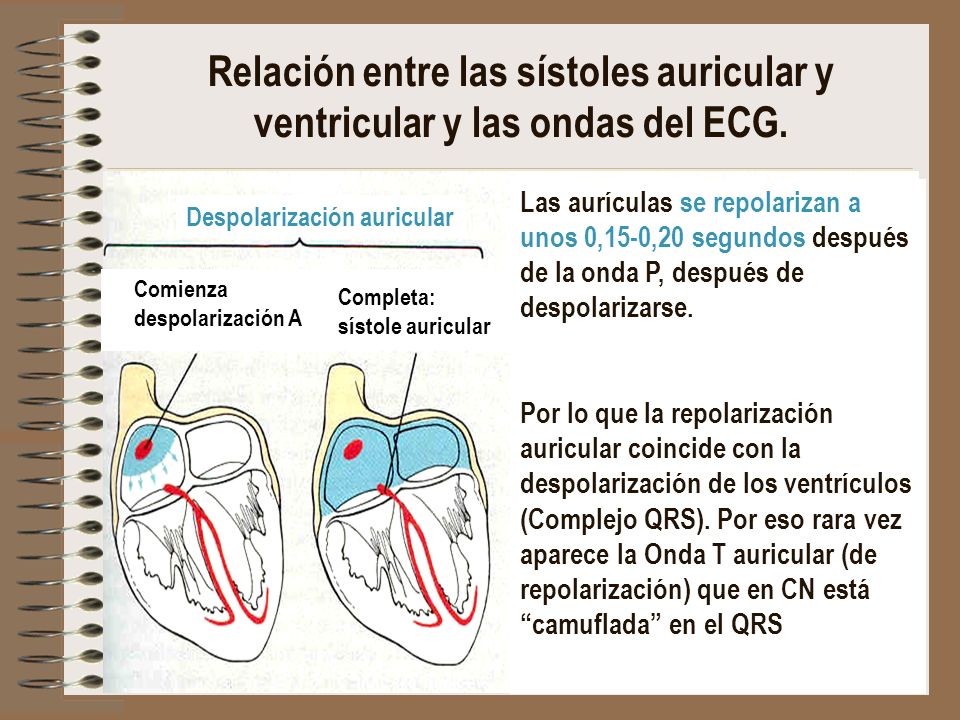 Relación entre las sístoles auricular y ventricular y las ondas del ECG.