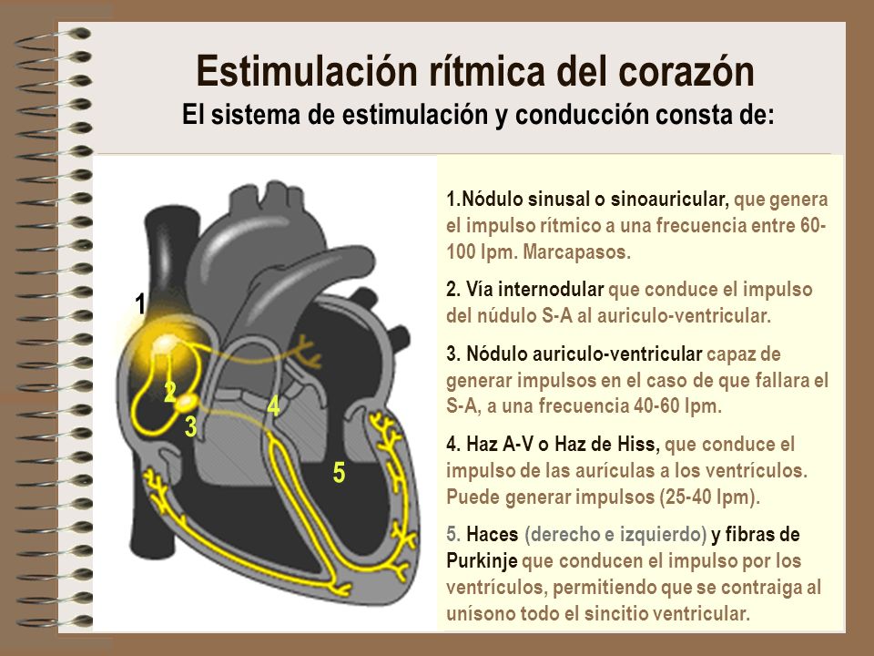 Estimulación rítmica del corazón El sistema de estimulación y conducción consta de: