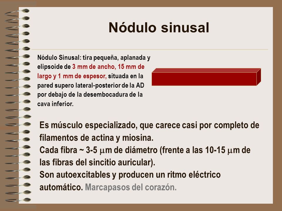 Nódulo sinusal Nódulo Sinusal: tira pequeña, aplanada y. elipsoide de 3 mm de ancho, 15 mm de. largo y 1 mm de espesor, situada en la.