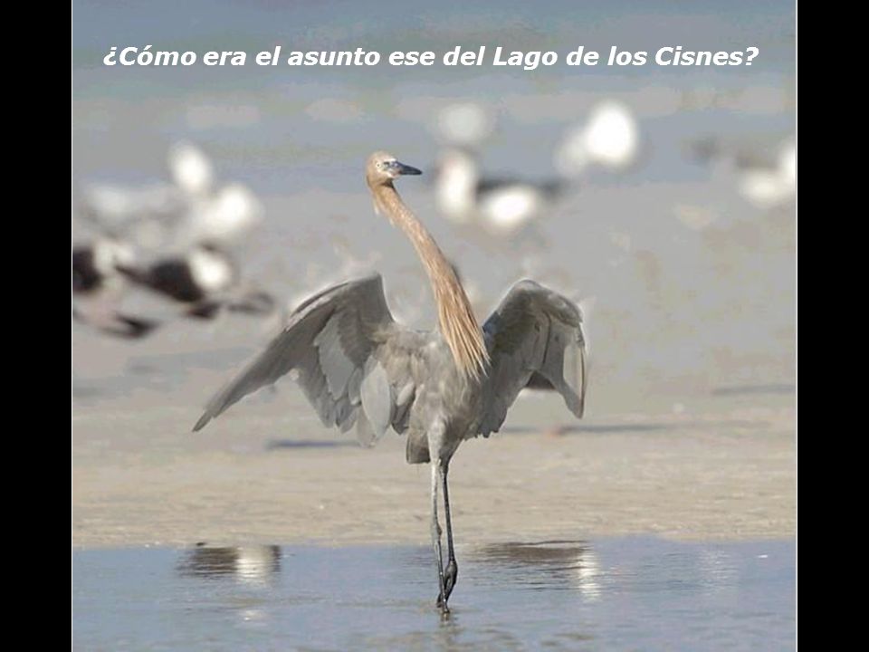 ¿Cómo era el asunto ese del Lago de los Cisnes