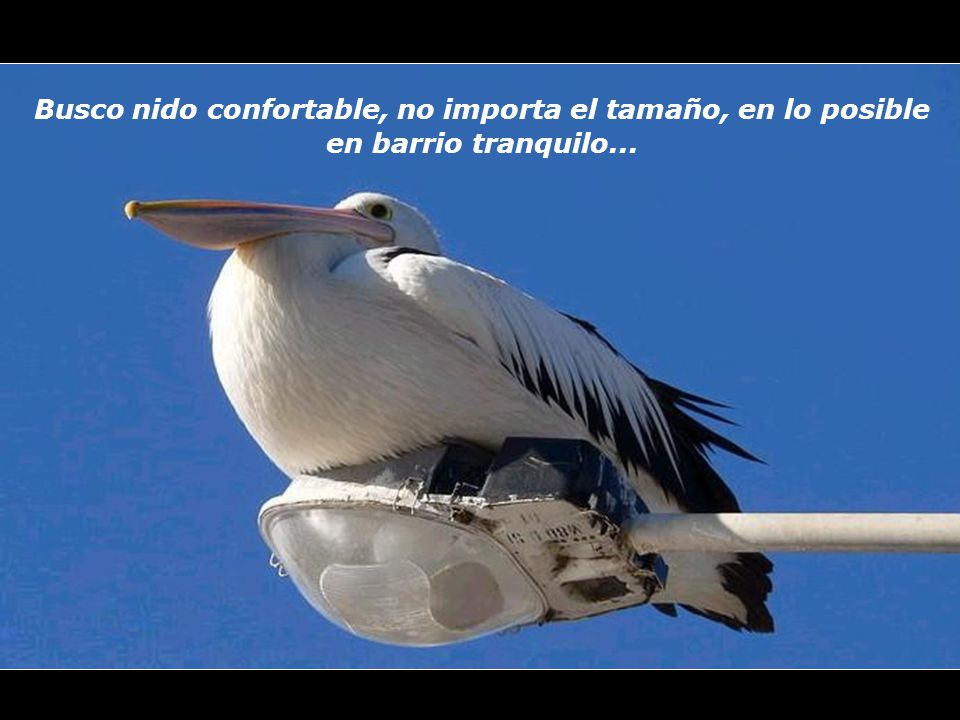 Busco nido confortable, no importa el tamaño, en lo posible