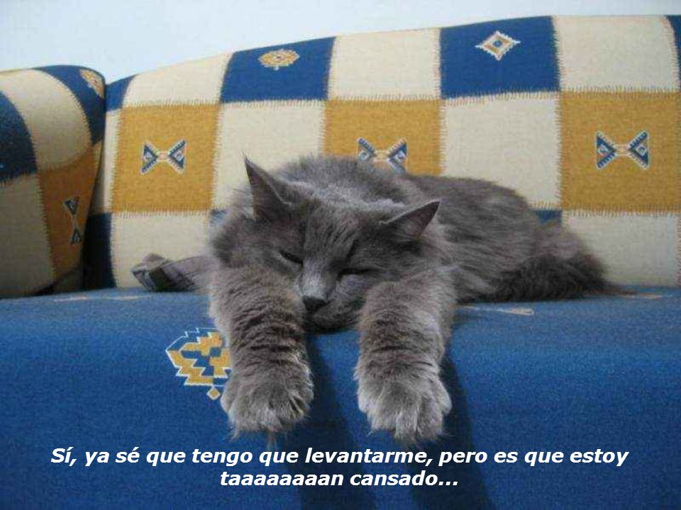 Sí, ya sé que tengo que levantarme, pero es que estoy taaaaaaaan cansado...