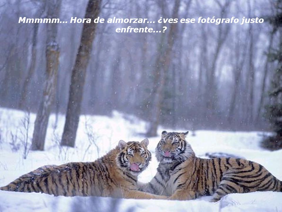 Mmmmm... Hora de almorzar... ¿ves ese fotógrafo justo enfrente...