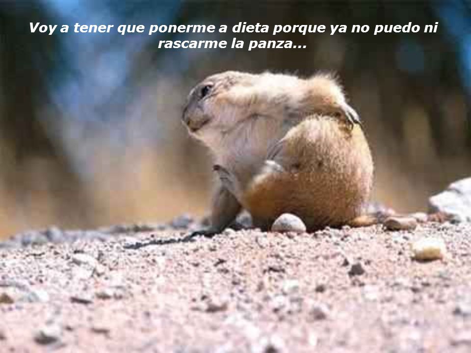 Voy a tener que ponerme a dieta porque ya no puedo ni rascarme la panza...