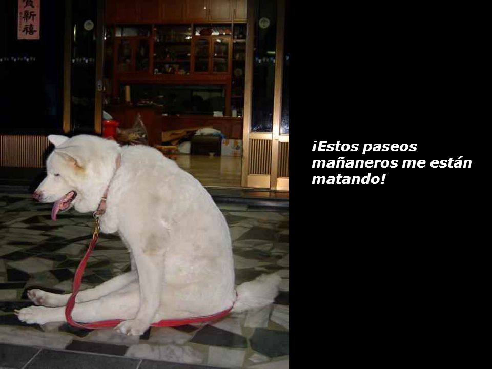 ¡Estos paseos mañaneros me están matando!