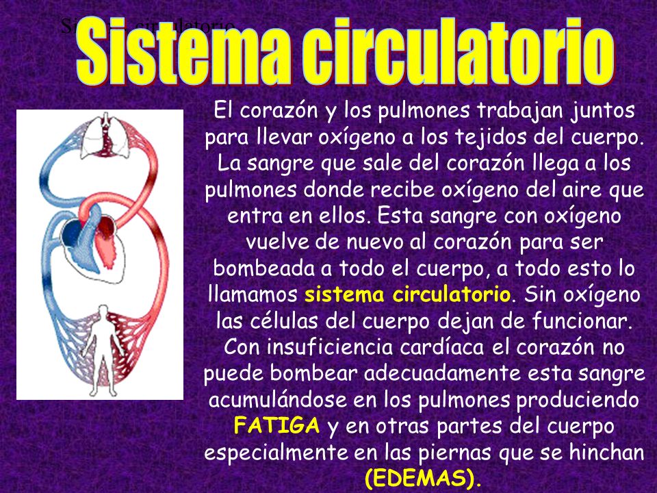 Sistema circulatorio Sistema circulatorio