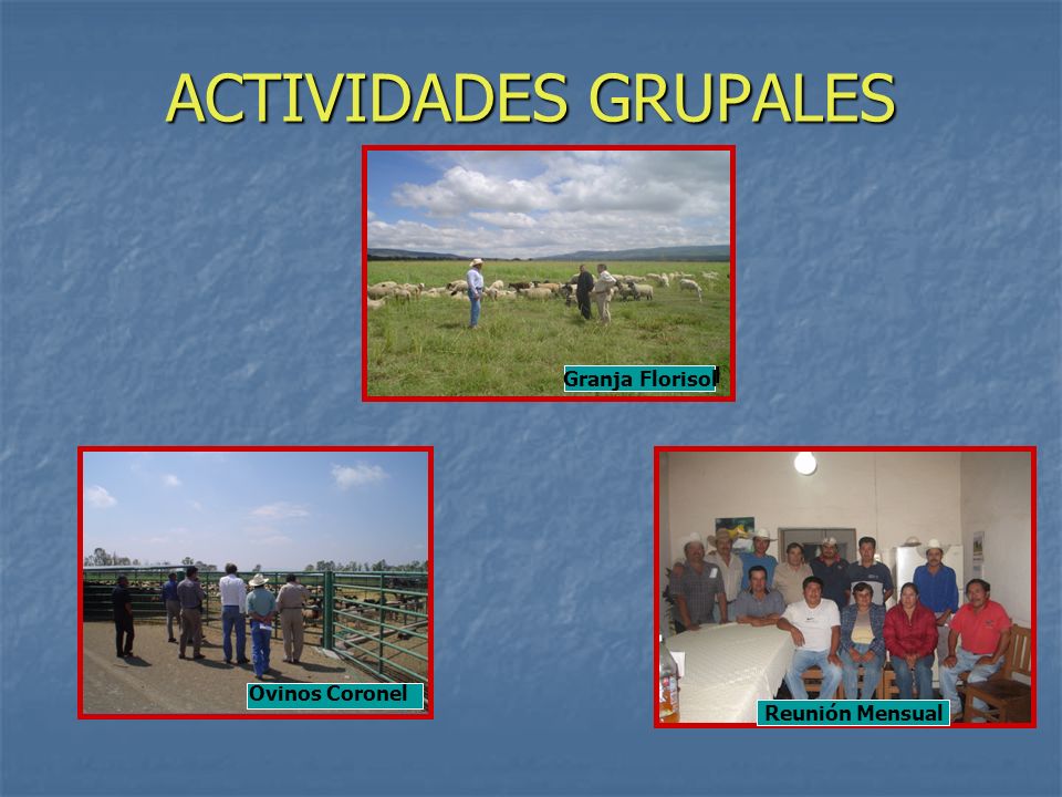 ACTIVIDADES GRUPALES Granja Florisol Granja Florisol Ovinos Coronel