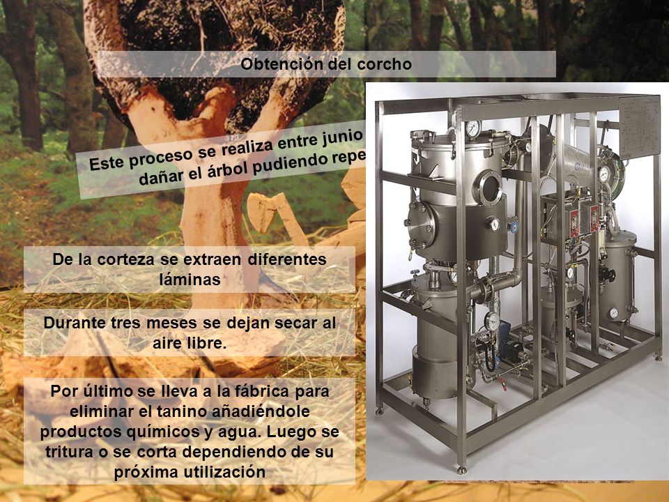 De la corteza se extraen diferentes láminas