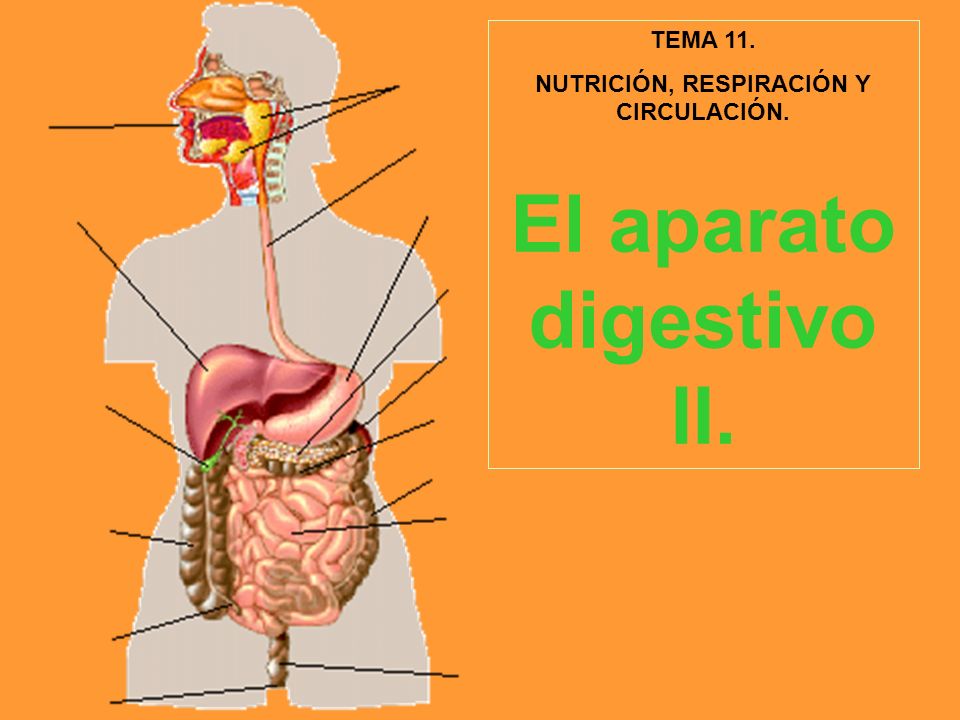 NUTRICIÓN, RESPIRACIÓN Y CIRCULACIÓN. El aparato digestivo II.