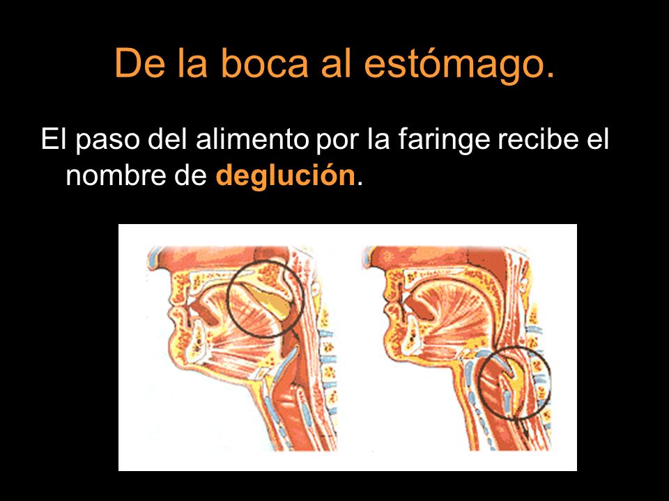 De la boca al estómago. El paso del alimento por la faringe recibe el nombre de deglución.
