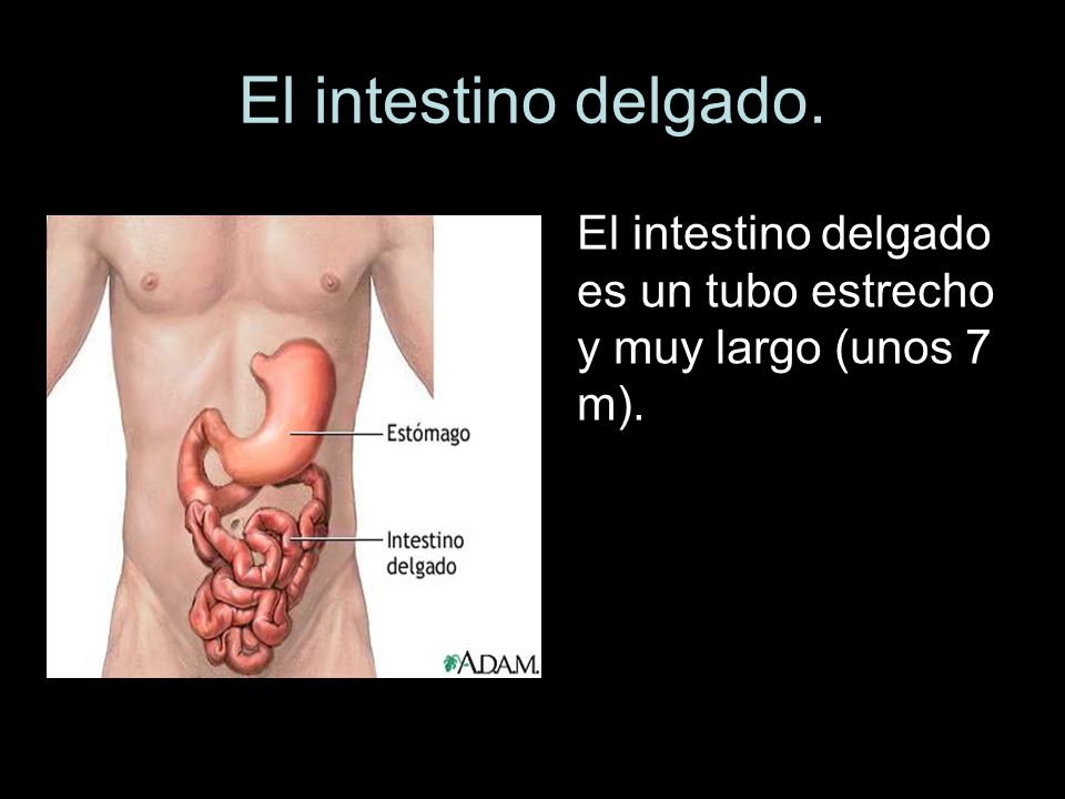 El intestino delgado. El intestino delgado es un tubo estrecho y muy largo (unos 7 m).
