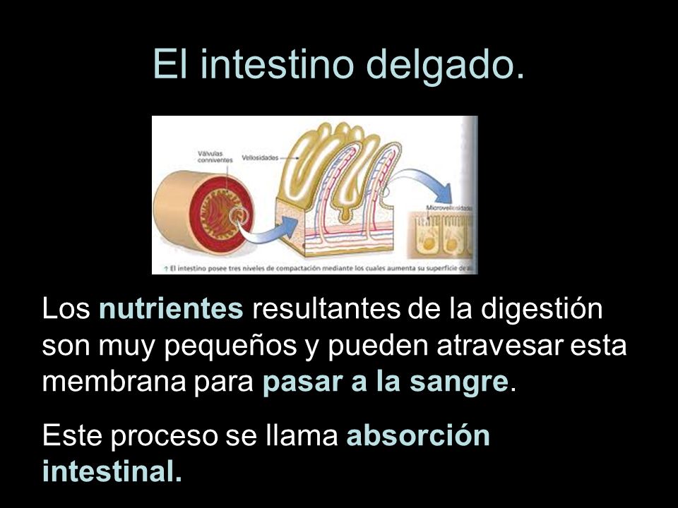 El intestino delgado. Los nutrientes resultantes de la digestión son muy pequeños y pueden atravesar esta membrana para pasar a la sangre.