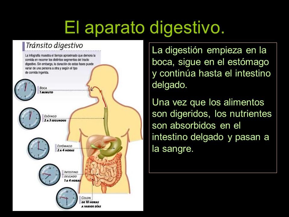 El aparato digestivo. La digestión empieza en la boca, sigue en el estómago y continúa hasta el intestino delgado.