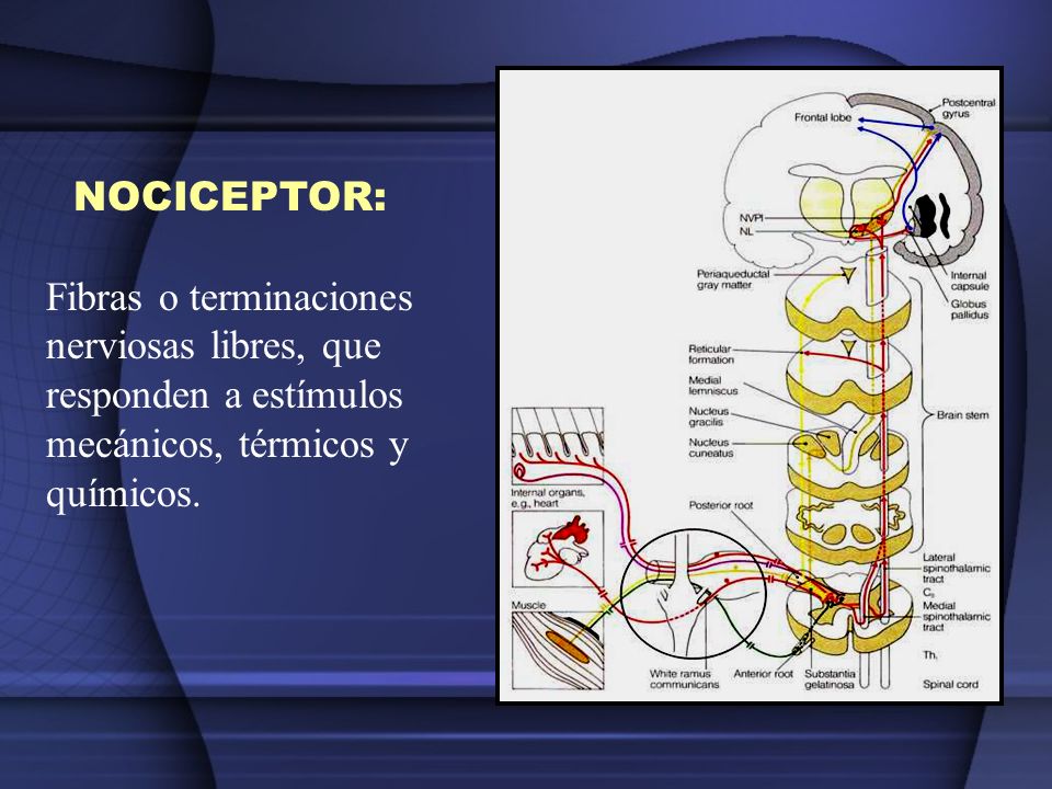 NOCICEPTOR: Fibras o terminaciones nerviosas libres, que responden a estímulos mecánicos, térmicos y químicos.