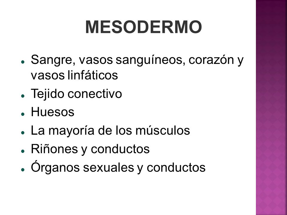 MESODERMO Sangre, vasos sanguíneos, corazón y vasos linfáticos