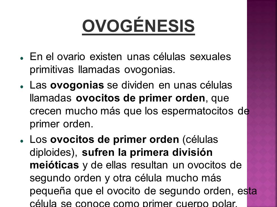 OVOGÉNESIS En el ovario existen unas células sexuales primitivas llamadas ovogonias.