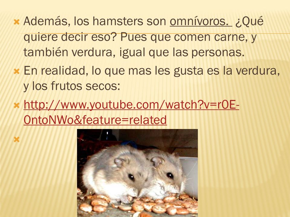 Además, los hamsters son omnívoros. ¿Qué quiere decir eso