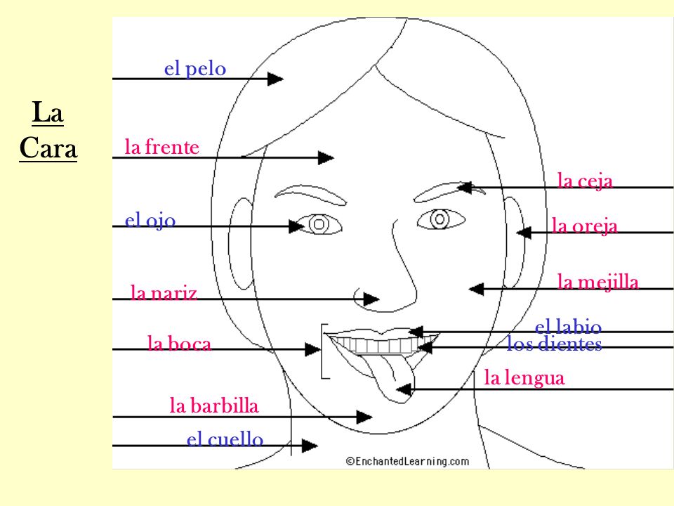 La Cara el pelo la frente la ceja el ojo la oreja la mejilla la nariz