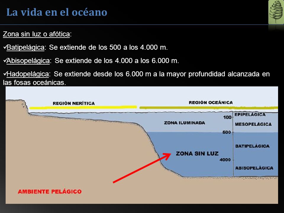 La vida en el océano Zona sin luz o afótica:
