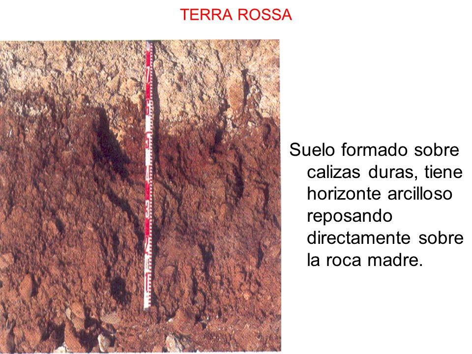 TERRA ROSSA Suelo formado sobre calizas duras, tiene horizonte arcilloso reposando directamente sobre la roca madre.