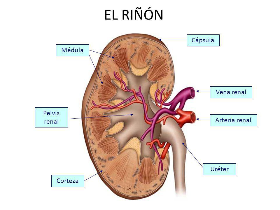 EL RIÑÓN Cápsula Médula Vena renal Pelvis renal Arteria renal Uréter