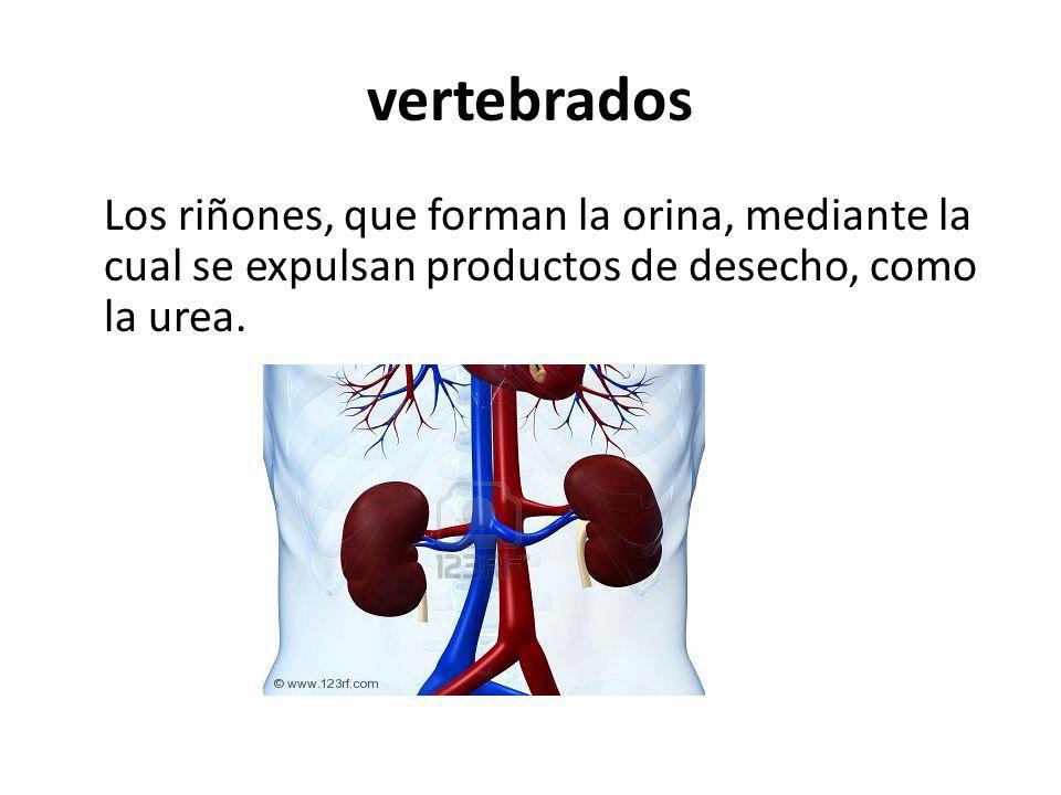 vertebrados Los riñones, que forman la orina, mediante la cual se expulsan productos de desecho, como la urea.