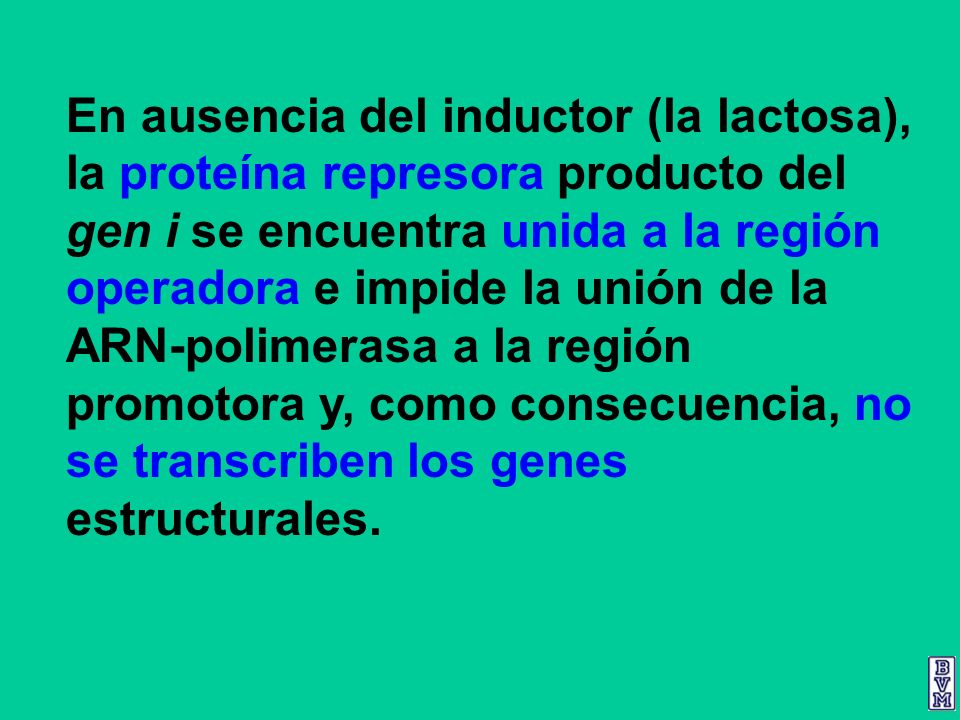 En ausencia del inductor (la lactosa), la proteína represora producto del gen i se encuentra unida a la región operadora e impide la unión de la ARN-polimerasa a la región promotora y, como consecuencia, no se transcriben los genes estructurales.