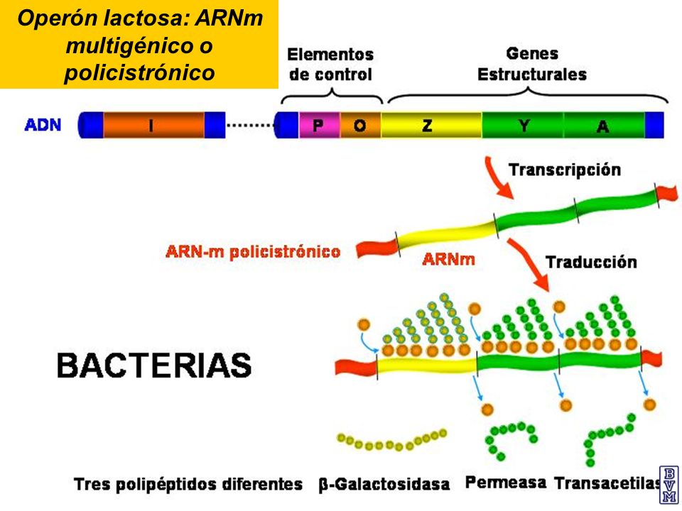 Operón lactosa: ARNm multigénico o policistrónico