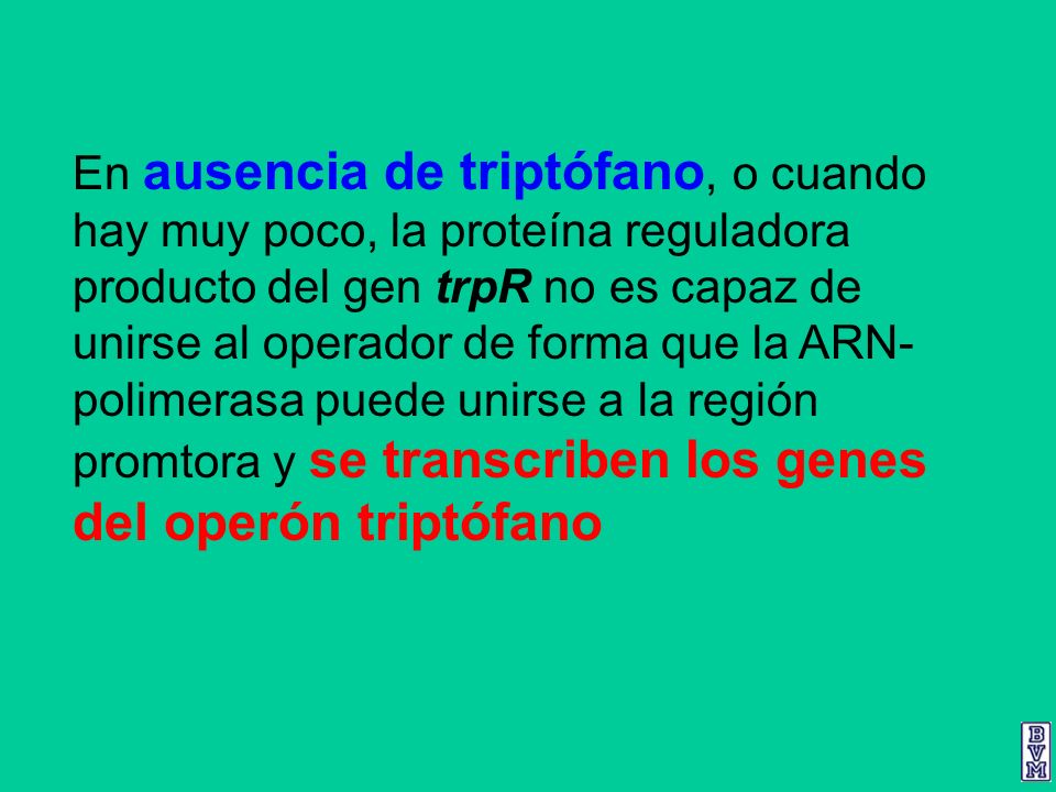 En ausencia de triptófano, o cuando hay muy poco, la proteína reguladora producto del gen trpR no es capaz de unirse al operador de forma que la ARN-polimerasa puede unirse a la región promtora y se transcriben los genes del operón triptófano