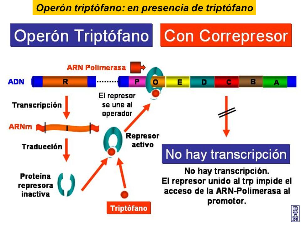 Operón triptófano: en presencia de triptófano