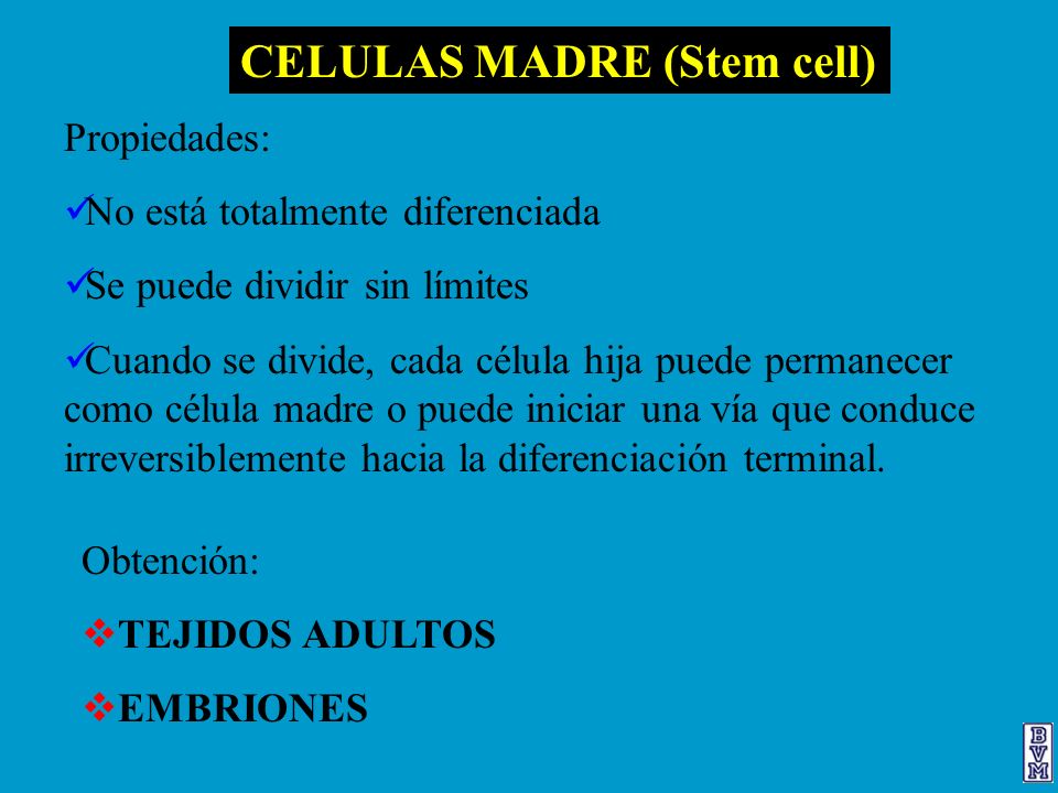 CELULAS MADRE (Stem cell)