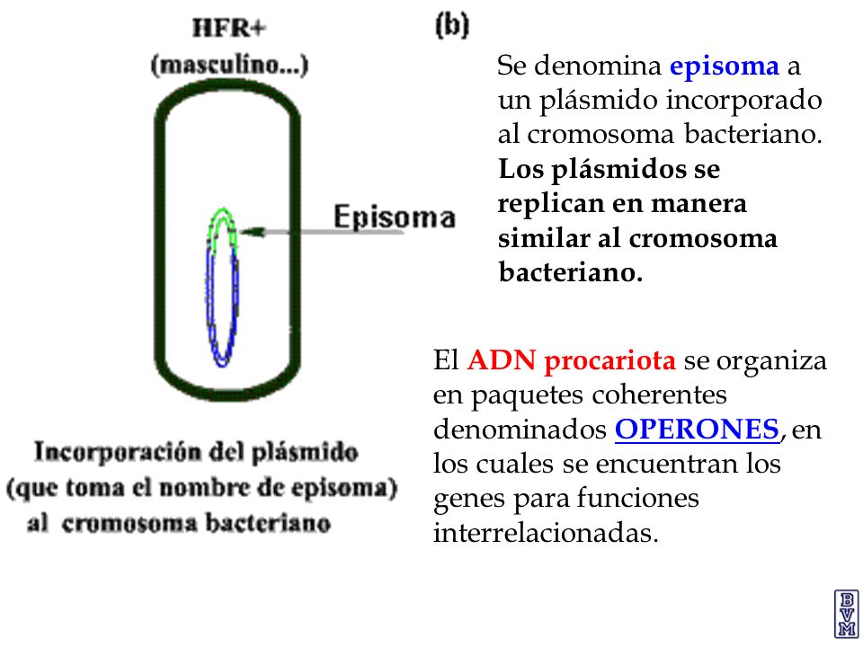 Se denomina episoma a un plásmido incorporado al cromosoma bacteriano