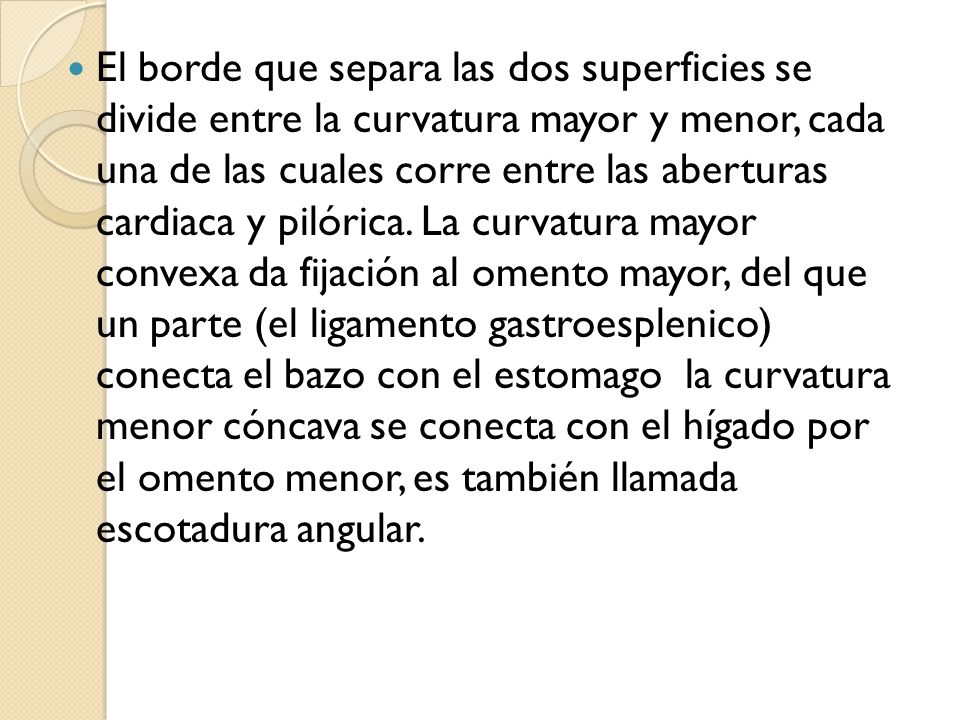 El borde que separa las dos superficies se divide entre la curvatura mayor y menor, cada una de las cuales corre entre las aberturas cardiaca y pilórica.