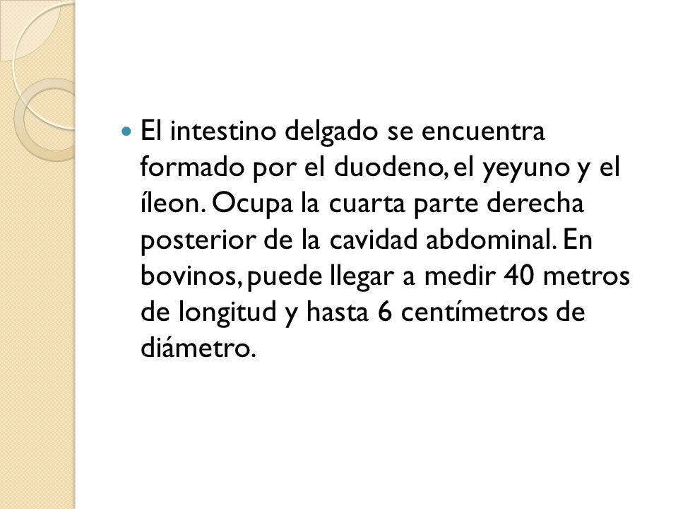El intestino delgado se encuentra formado por el duodeno, el yeyuno y el íleon.