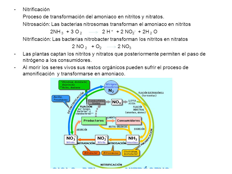 Nitrificación Proceso de transformación del amoniaco en nitritos y nitratos.