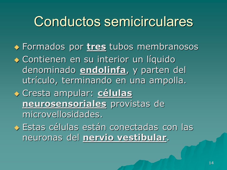 Conductos semicirculares
