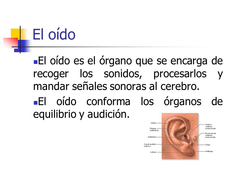 El oído El oído es el órgano que se encarga de recoger los sonidos, procesarlos y mandar señales sonoras al cerebro.