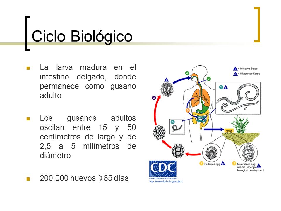Ciclo Biológico La larva madura en el intestino delgado, donde permanece como gusano adulto.