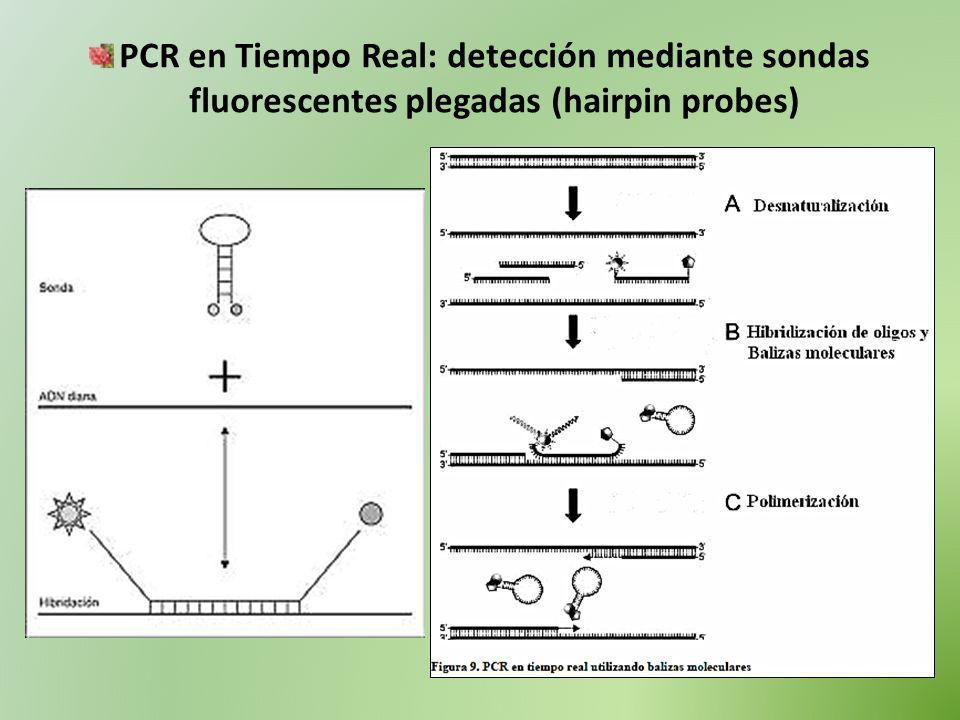 PCR en Tiempo Real: detección mediante sondas fluorescentes plegadas (hairpin probes)