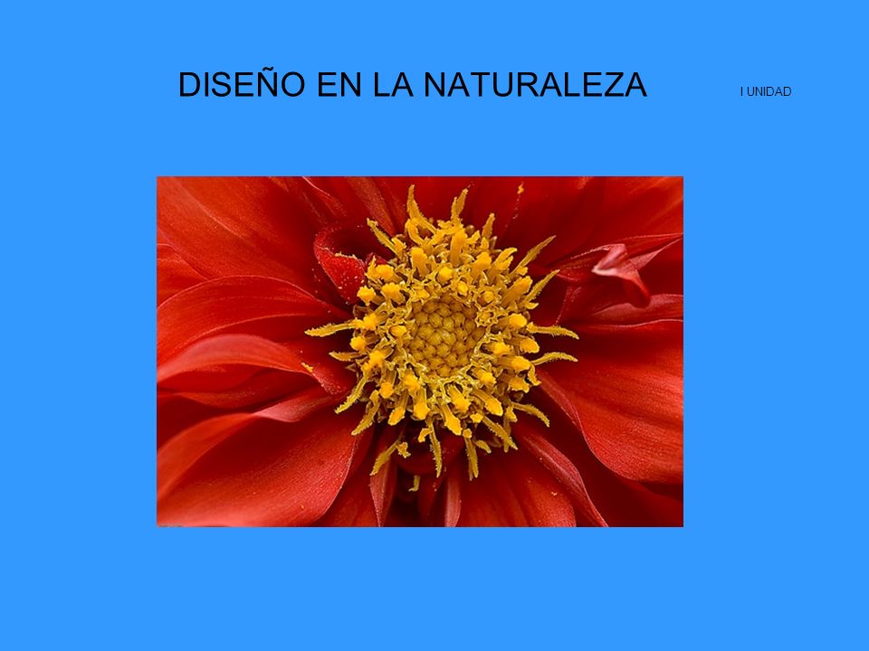 DISEÑO EN LA NATURALEZA I UNIDAD