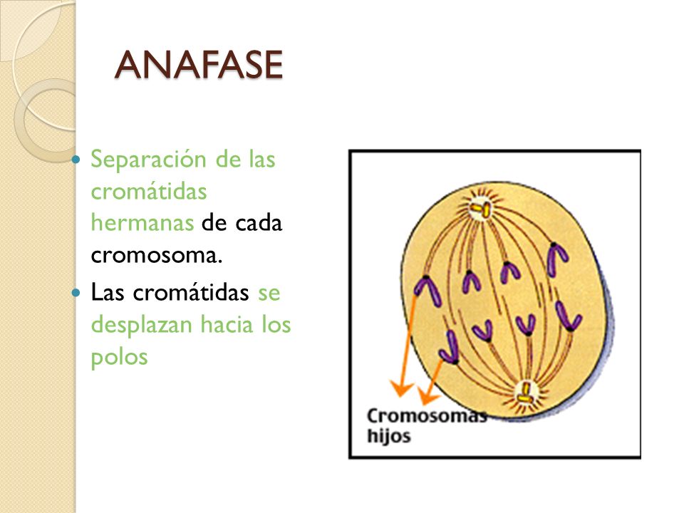 ANAFASE Separación de las cromátidas hermanas de cada cromosoma.