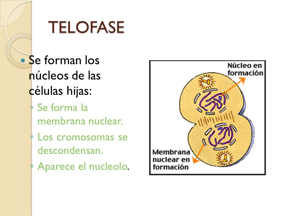 TELOFASE Se forman los núcleos de las células hijas: