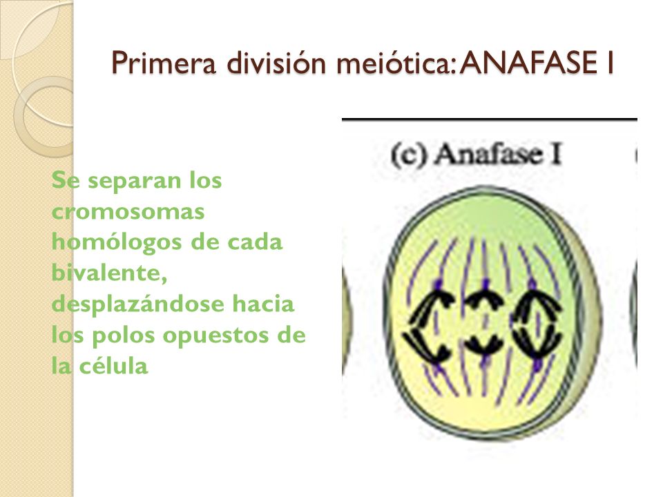 Primera división meiótica: ANAFASE I