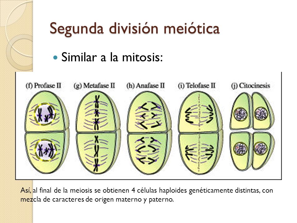 Segunda división meiótica