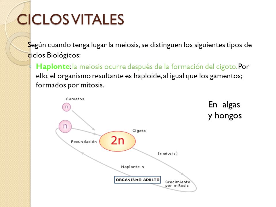 CICLOS VITALES Según cuando tenga lugar la meiosis, se distinguen los siguientes tipos de ciclos Biológicos: