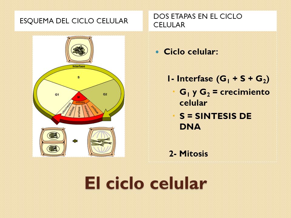 El ciclo celular Ciclo celular: 1- Interfase (G1 + S + G2)