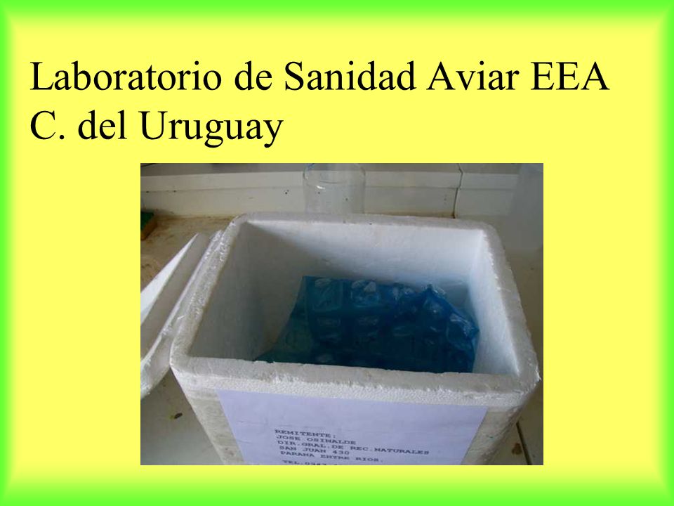 Laboratorio de Sanidad Aviar EEA C. del Uruguay