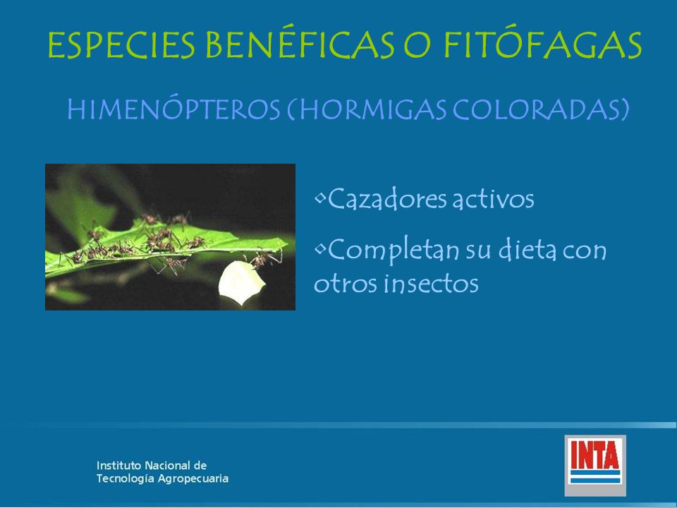 ESPECIES BENÉFICAS O FITÓFAGAS HIMENÓPTEROS (HORMIGAS COLORADAS)